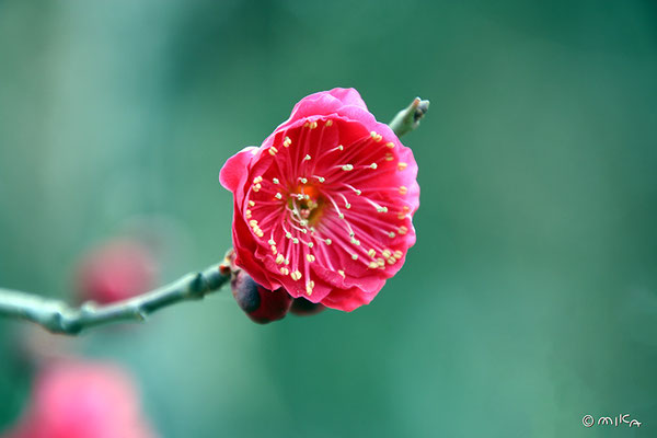 紅梅