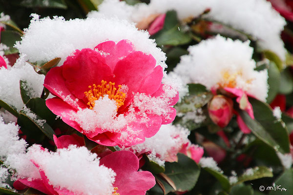 雪が積もったツバキ