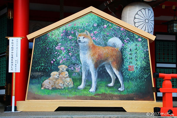 2018年戌年の巨大絵馬／井上展也画伯（生田神社）