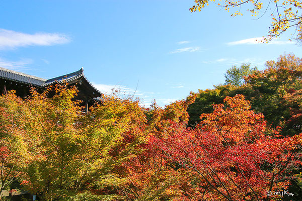 東福寺 庭から通天橋を眺める