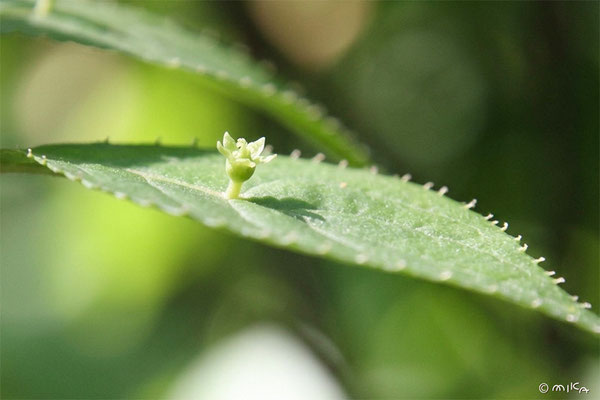 ハナイカダの花