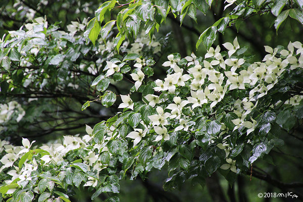 ヤマボウシ満開（神戸市立森林植物園）