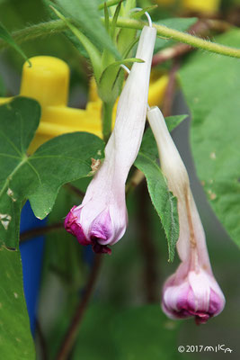 あさがおの花が しぼんだところ