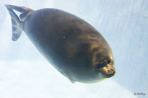 バイカルアザラシ（鳥羽水族館）