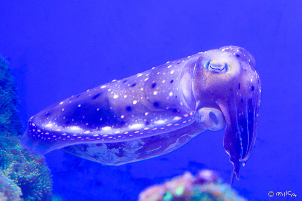 コブシメ①（鳥羽水族館）