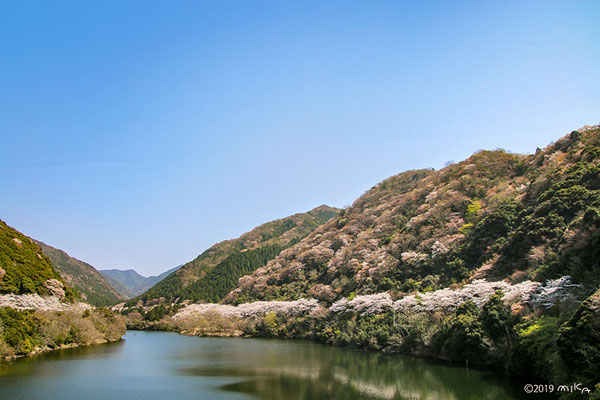 諭鶴羽ダムの桜