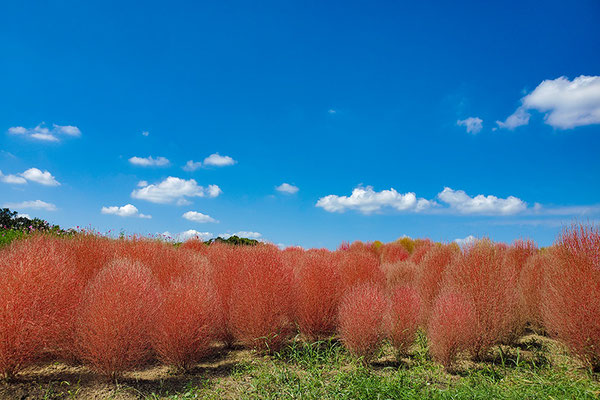 紅葉したコキア（万博記念公園花の丘９月末～10月上旬）