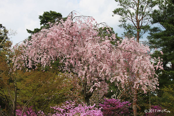 しだれ桜（仁和寺）