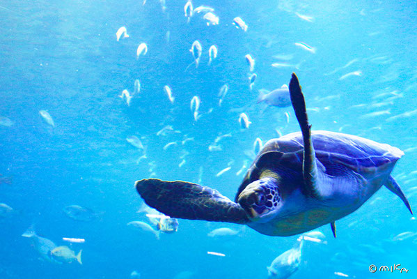 アオウミガメ①（京都水族館）