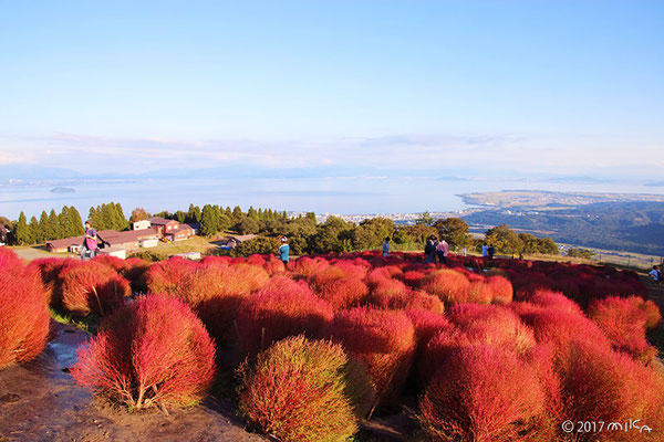 色づく函館山コキアパークからの景色（函館山コキアパーク）