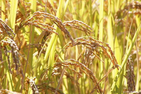 10月の稲
