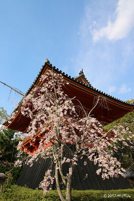 鐘楼としだれ桜