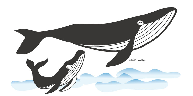 シロナガスクジラの親子