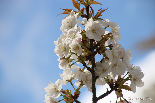 御室桜（御室有明）