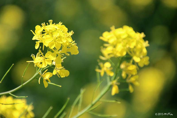 菜の花（アブラナ）