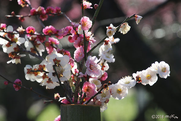 梅の生け花