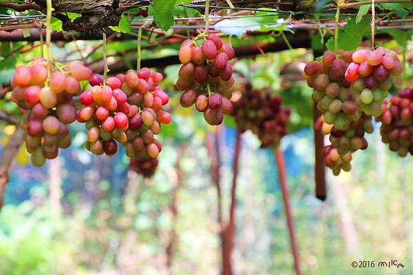 紅バラードのぶどう棚