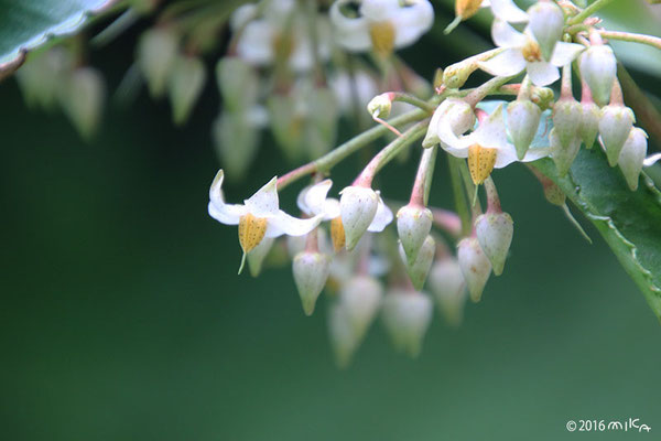 マンリョウ（万両）の花（７月頃）