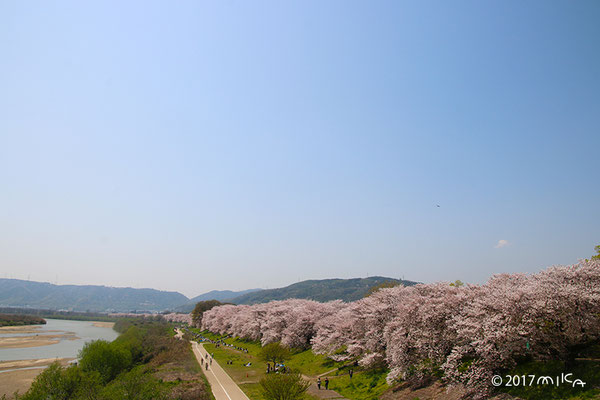 橋より眺める桜並木