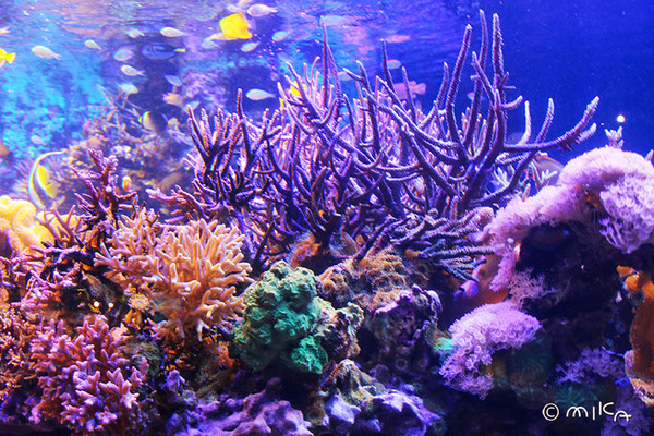 カラフルなサンゴ礁（鳥羽水族館）