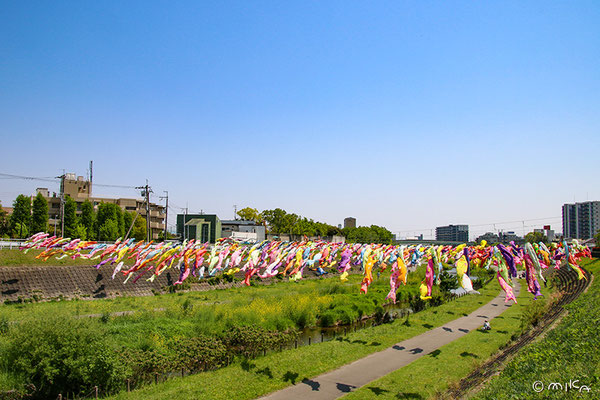 摂津市大正川のこいのぼり（堤防から）