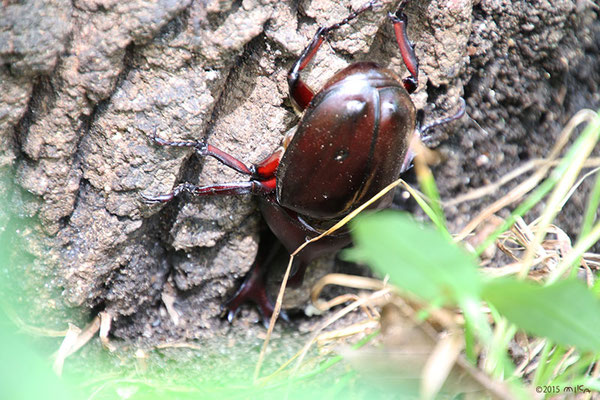 カブトムシ