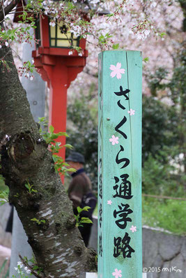 さくら通学路（平野神社の脇道）