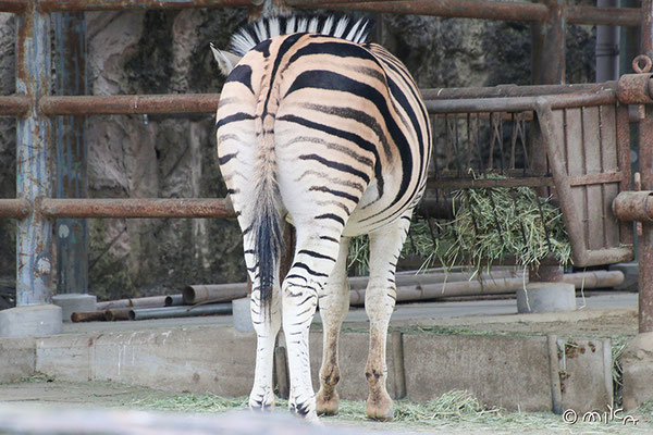 シマウマのお尻（東山動物園）