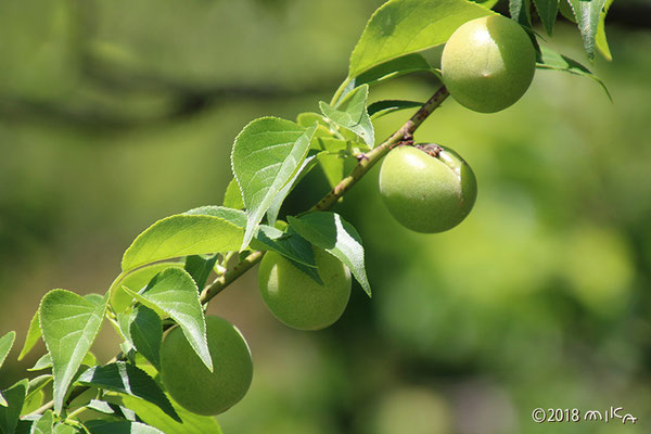 梅の実 Ume Japanese Apricot 工房momo