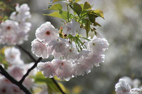 一葉（いちよう）平成27年の「今年の花」／造幣局桜の通り抜け