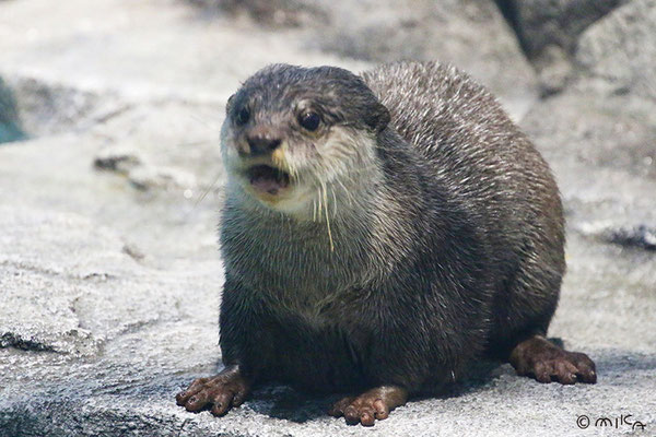 コツメカワウソ（全身）ニフレル