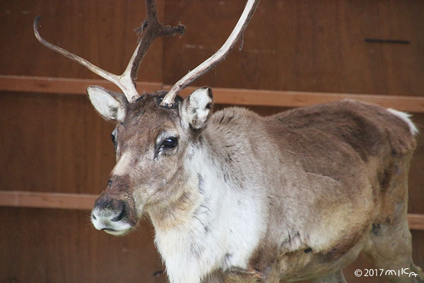 トナカイのメス①（東山動物園）