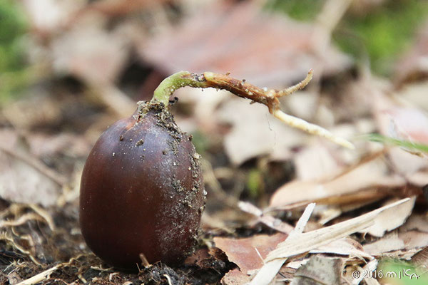 くぬぎの実から新芽