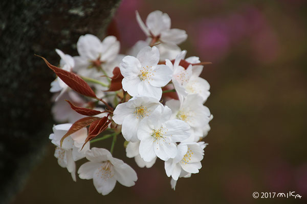 山桜