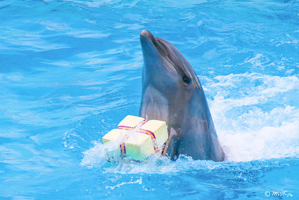 プレゼントを運ぶバンドウイルカ（須磨水族館）