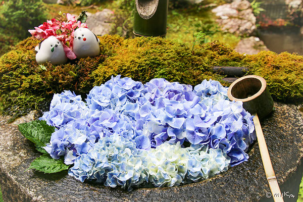 あじさい（hydrangea） - 『工房momo』