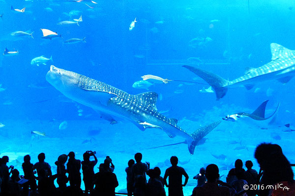 美ら海水族館