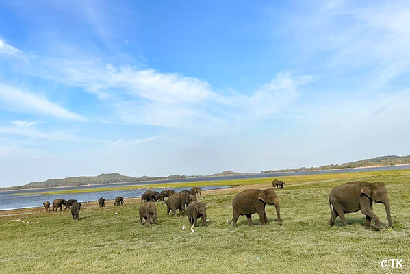 スリランカゾウの群れ（スリランカのミンネリア国立公園）TKさん写真提供