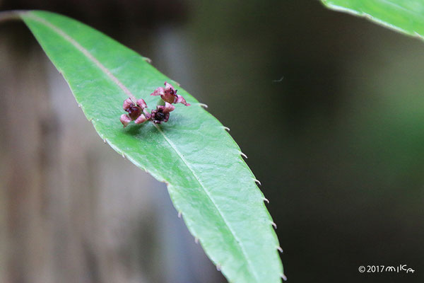 ヒマラヤハナイカダの雌花に３つの花（京都府立植物園）