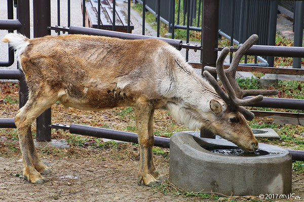 トナカイのオス①（東山動物園）