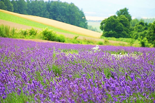 ラベンダーの花とパッチワークの丘（拓真館）