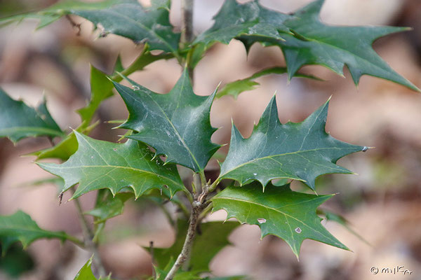 【完売】元気いっぱい！【可愛い天然野生の柊さん】柊/ヒイラギ/ひいらぎ 縁起木＊魔除け/天然野生の可愛い柊さん【柊＊ひいらぎ＊鉢植え