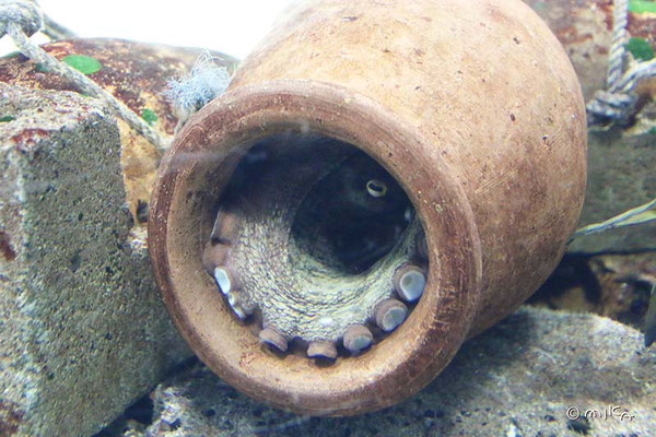 たこツボ（須磨水族園）