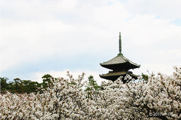 御室桜と五重塔