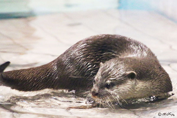 水の中で遊ぶコツメカワウソ（ニフレル）