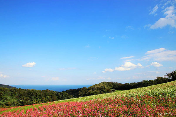 そば畑（9月末～10月始め）あわじ花さじき