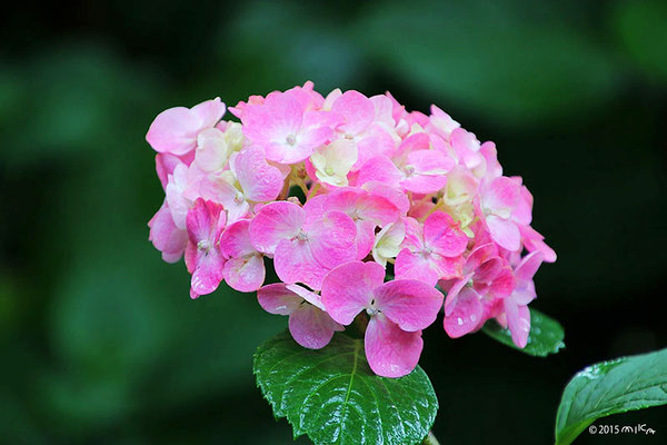 あじさい(hydrangea) - 『工房momo』 あじさい(hydrangea) - 『工房momo』
