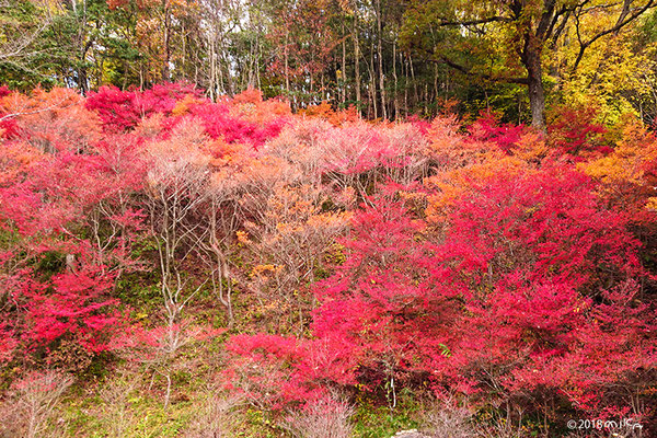 ドウダンツツジの紅葉