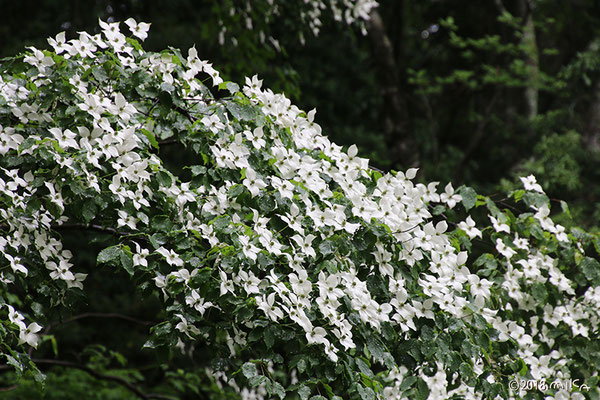 ヤマボウシ満開（神戸市立森林植物園）②