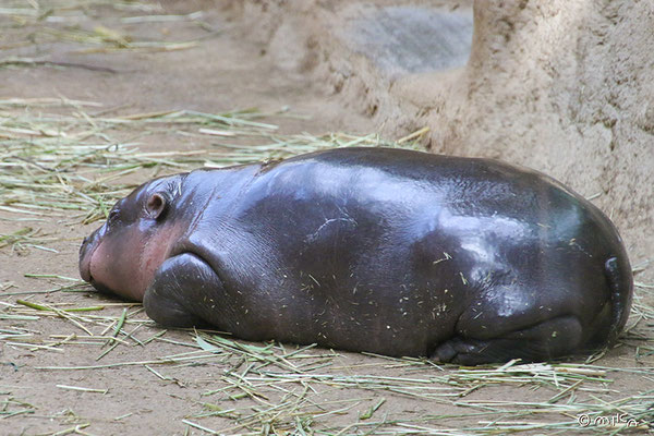 コビトカバの赤ちゃん「ウタ」が寝ているところ（神戸どうぶつ王国）